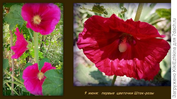 Вот  они, июньские  красавицы:  Шток-розы!