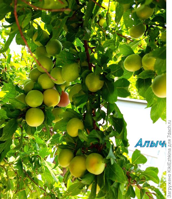 Эта  уличная  красотка  постепенно начинает созревать и мгновенно  роняет спелые  плоды себе под ноги!