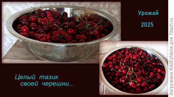 Молодому дереву 8 лет с момента посадки саженца...