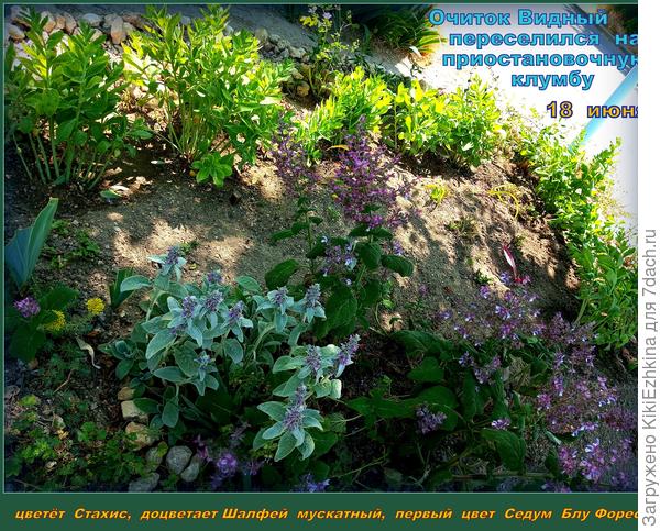 Переделка  приостановочной клумбы:  прошлолетние Канны не  пережили  зимовку в ОГ!