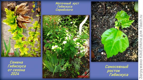 Подрастающая  надежда...