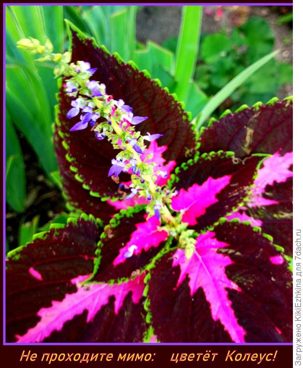 Вот моя  радость, которой удалось   выжить под солнечными лучами и под ногами внучек!