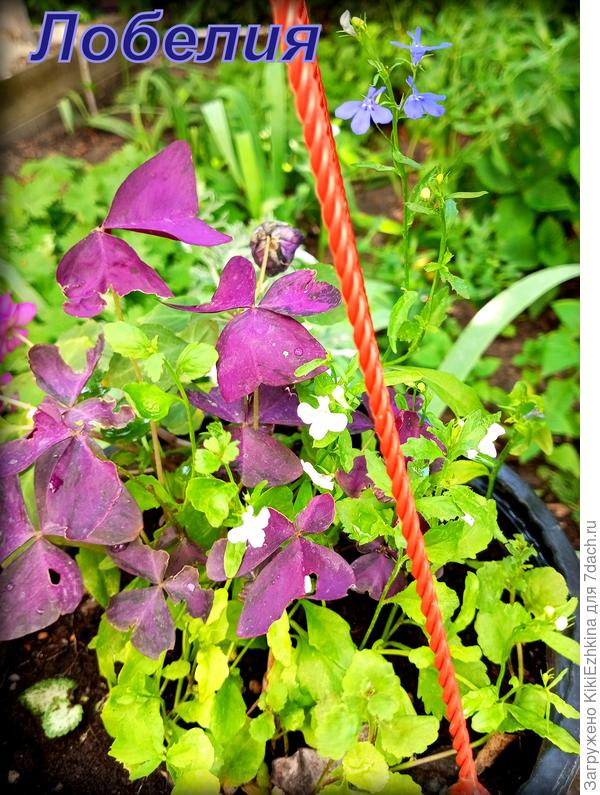 Кислица  треугольная  возродилась   этим летом...