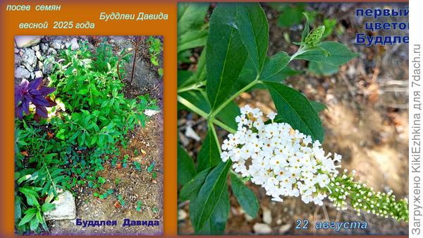 Теперь  появилась надежда на  продолжительное августовско-сентябрьское цветение  Буддлеи-первогодки...