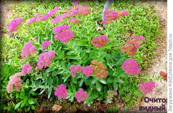 Именно этот кустик показал себя в этом году наилучшим образом.  Все же остальные собратья перенесли летнюю пересадку на при-остановочную клумбу и там долгое время болели после пересадки, листики их усыхали, корешки от зноя изнемогали- там очень сухое место, т.к. имеется уклон...