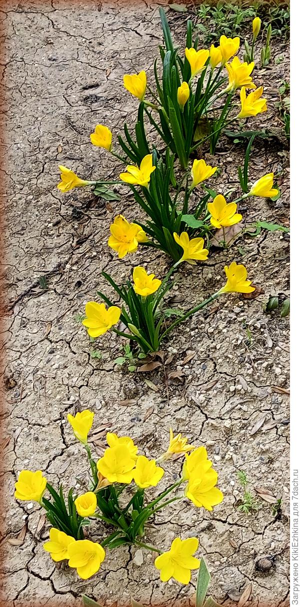Выстрел Штернбергии после первого дождя.  И снова сушь!