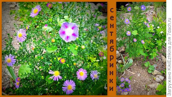 В период столь &quot;безрыбного&quot; лета эти сентябринки своими  только нарастающими первыми побегами очень меня порадовали!