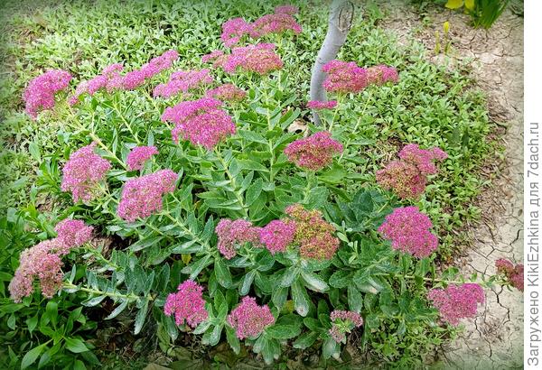 Фото от конца сентября, а сегодня часть  корзиночек уже пришлось  обрезать и почернели, да и над  дорожкой нависают... Половина куста Очитка  ещё будет доцветать