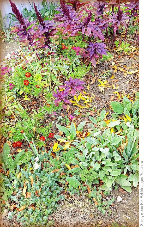 Пока  все самые  терпеливые мои растения   в стадии  размножения : растут - я их рассаживаю...