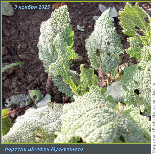 Листики  погрызли какие-то слизни и улитки!