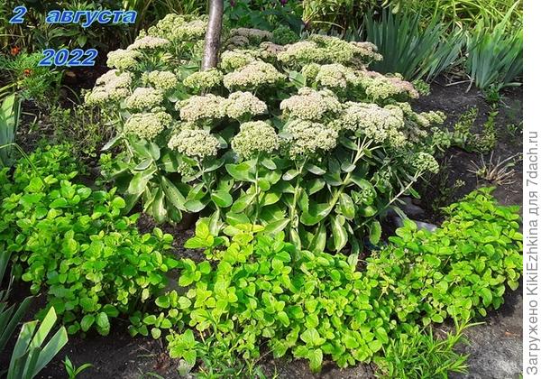 Выкопала эти кустики и  поделила, получилось более 10 кустиков на приостановочной клумбе: в этом сезоне болели-листики были в пятнышках,  посмотрим на их самочувствие  в следующем сезоне...