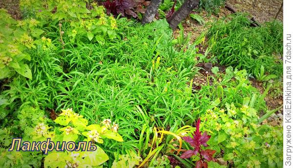 Мои Хейрантусы - в глубине те, которые в мае цвели и  именно на этот ряд и совершено было  покушение- основную часть его повыкапывали... Одна надежда: всё  не  повыкапывают...