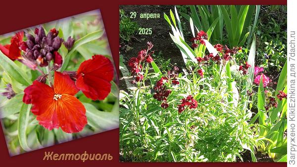 Цвет у этих  соцветий  постоянно  варьируется...