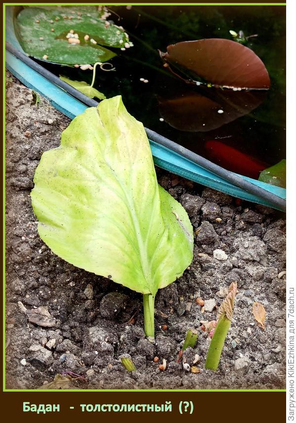Так  выглядел  мой Бадан   в мае 2024 года...