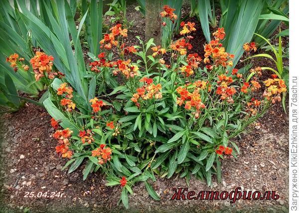 Явный  рыжик на этом фото...  А через год- бордовый!