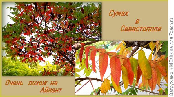 Такая красота  попала в кадр  в середине октября на улице Севастополя...