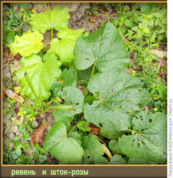Фото от 27 октября, а сейчас  листы уже выросли  по прохладе ещё больше.
