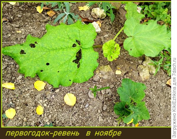 Рекомендуют перед зимой  Ревень  подрыхлить - вот проделала операцию...