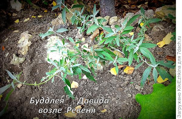 Возможно тут имеет смысл все ветви оставить,т.к. место вокруг  него   позволяет оставить  растение  в виде пышного куста...