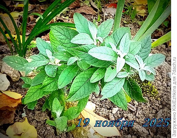 Сильно страдали мои перволетки-саженцы от летнего зноя, но вот к холодам оклемались и пошли в рост, частично даже выдали по цветочку: белые и сиреневые проклюнулись...