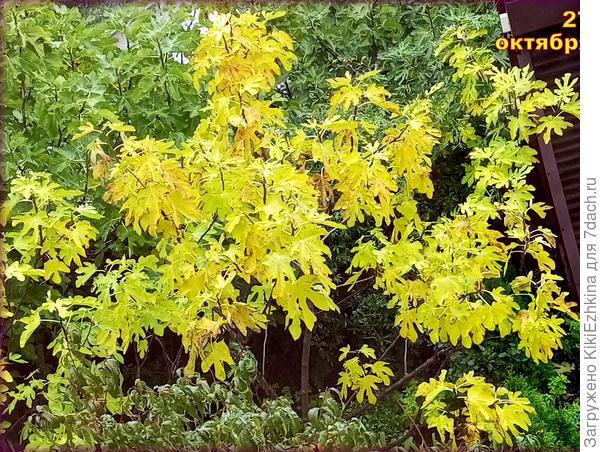 Гребу-ношу, весь сад усыпан этими  огромными листьями. Так что у нас  сезон  интенсивного  сбора листвы открылся.