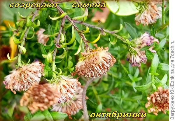 Имеет ли смысл собрать эти семена и когда их рассеять на новые участки?