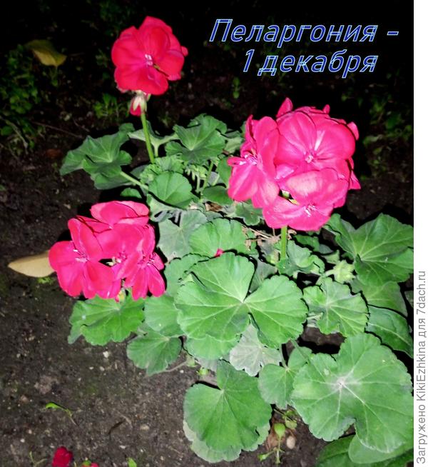 Вот к декабрю  садовая  Пеларгония выдала  повторное за сезон цветение!