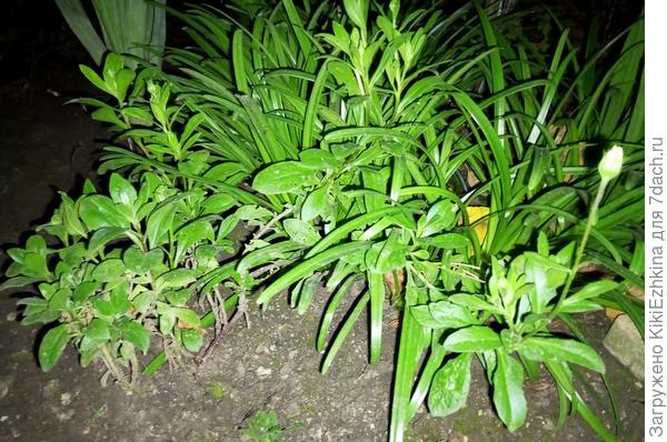 А вот эти кустики разрослись-зазеленели,бутоны заложили, а  кто такие- я понять не могу!