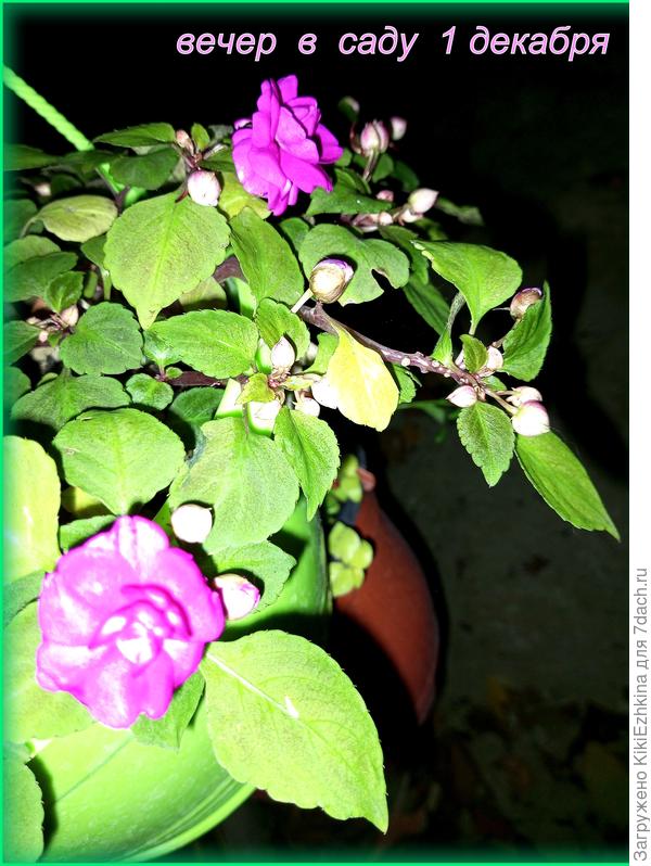 Бальзамины Уоллера  меня порадовали в этом сезоне-цвели всё лето, правда не особенно обильно, но это уже от недостатка подкормок - значит на это надо бы обратить внимание.