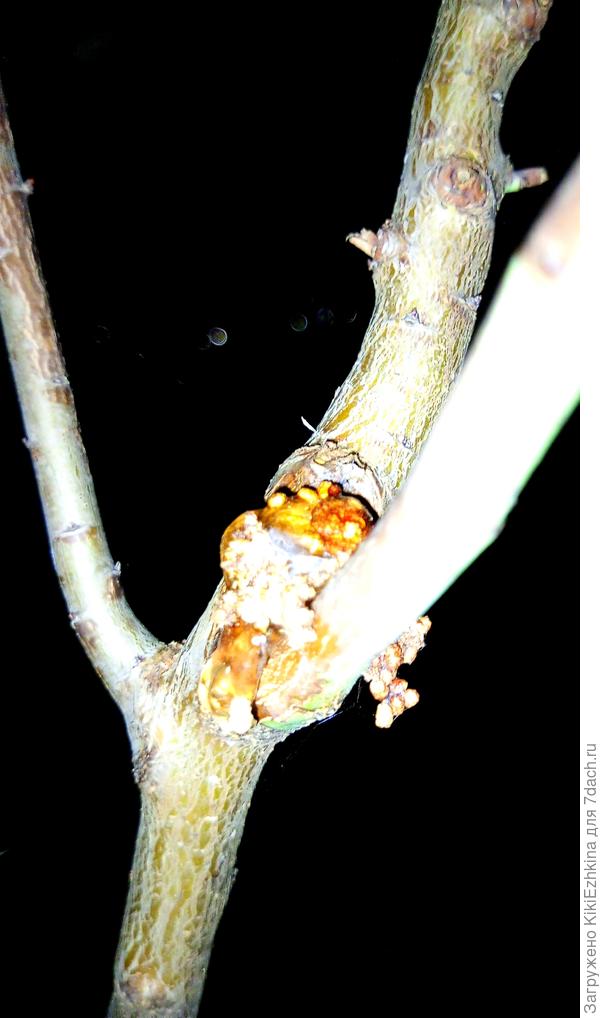 На месте среза  образовалась камедь...