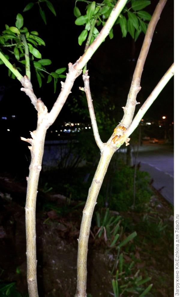 Деревце довольно гибкое: не могу понять что же это за растение?