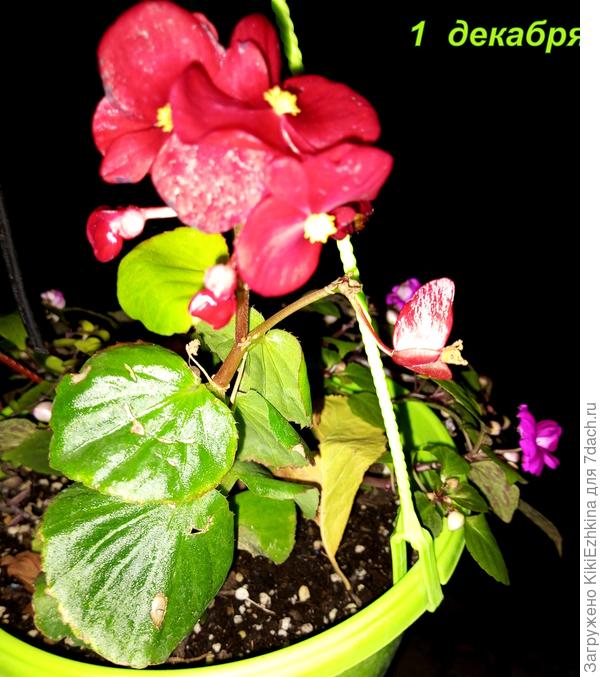 А погода у нас  нынче- вот такая...  кашпо висит  на яблоне в саду...