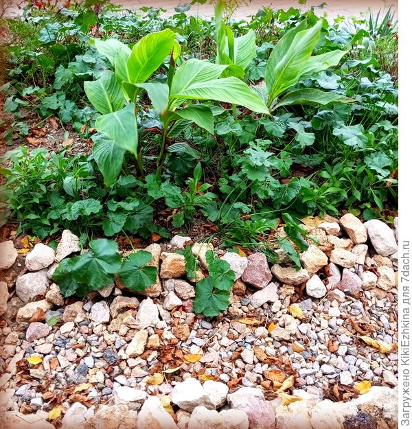 Не знаю можно ли  посчитать  мой сухой ручей  подвидом  Рокария? Камни, щебень и   зелёные листья растений...