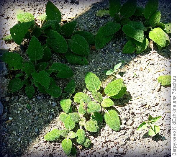 А  на самом деле  были попышнее вот этих... Старое фото 2024 года...