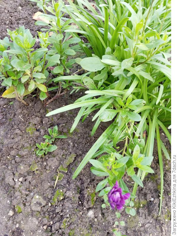 Редактировалось - вижу дата не установилась - это ещë до пересадки  12 декабря Газания???шё