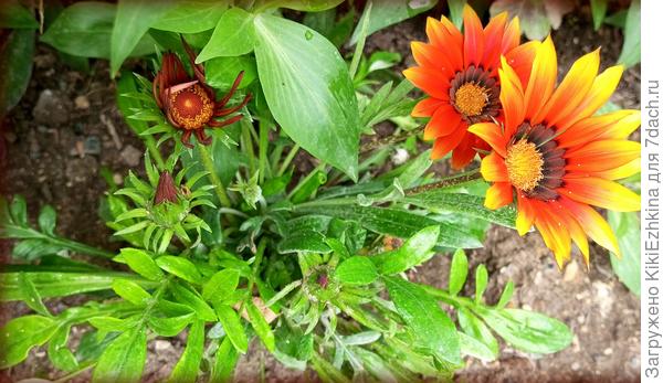 Эти  весёленькие цветочки заселились в сад уже  цветущими...