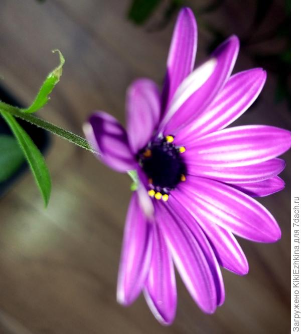 Теперь я  ,кажется , знаю  что  за  красотка случайно   поселилась в нашем саду. Зимовать я  её  не оставила,  побоялась- замёрзнет...