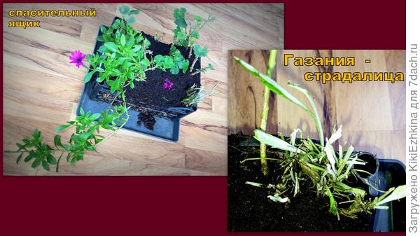 Даже и не помню- какой расцветки- выкопала  за компанию с Пеларгониями...