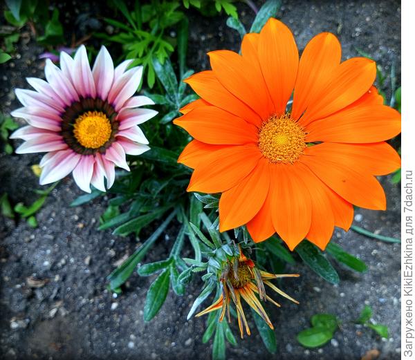 Вот  достижения  моего зятя! :)  На  мои  многолетники смотрит- они годами зелёные сидят- потом вдруг поцветут какое-то время- его не  впечатляет такой  временный  результат!  То ли дело его купленые цветочки- всегда приходят в сад уже  цветущие! :)