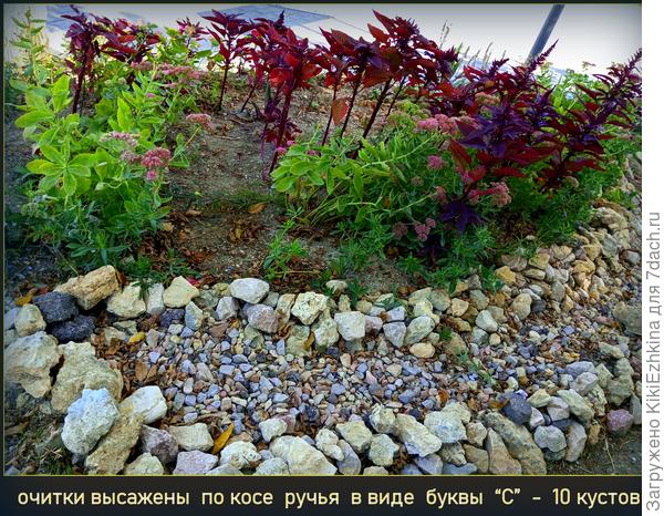 Очитки пришлось взрослыми кустами  в середине лета перенести   на эту   приостановочную  клумбу - к осени они слегка  адаптировались,  в следующем сезоне  наверное будут выглядеть получше...