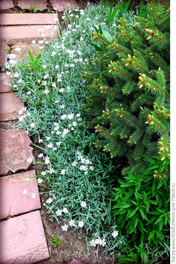 Ясколка Бибирштейна  у дорожки в саду...