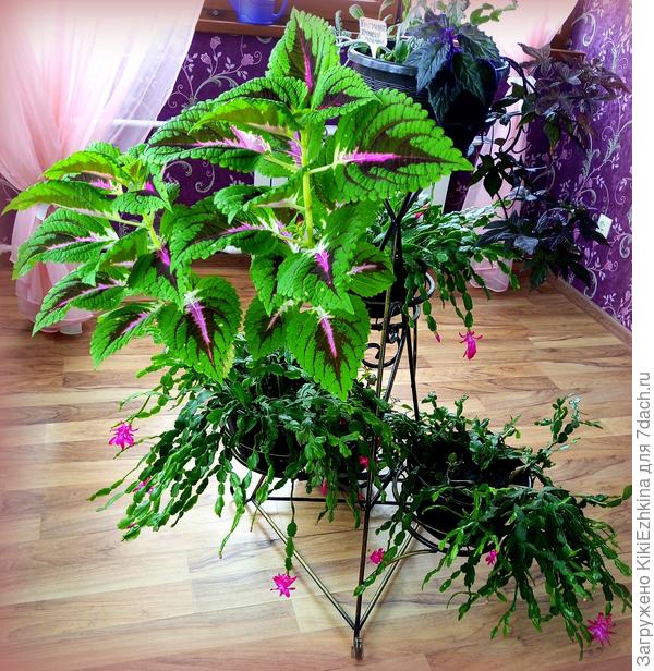 Колеус - второгодка (пережил лето в оранжерее) - неожиданно вытянулся среди зимы!-его пока не черенковала...