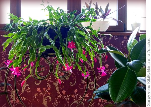 А  с Фикуса  придётся смывать вручную ,наверное,  спитрами...  Вся  моя  оранжерея  с карминными шлюмбергерами   заселилась с одного черенка из 5  сегментов ( у бабульки купила за 100 рублей!)  Тесно им у меня - всё  позанимали!