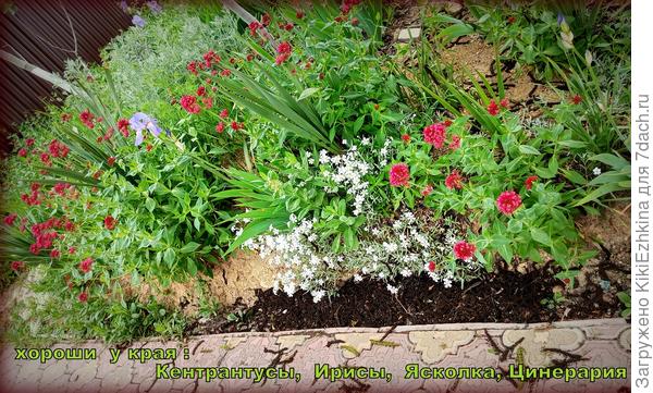 Многие культуры прекрасно показывают себя у дорожки...