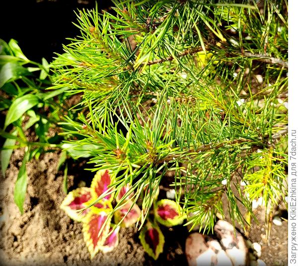 Черенки прошлого  года  в летнем сезоне -  ОГ.