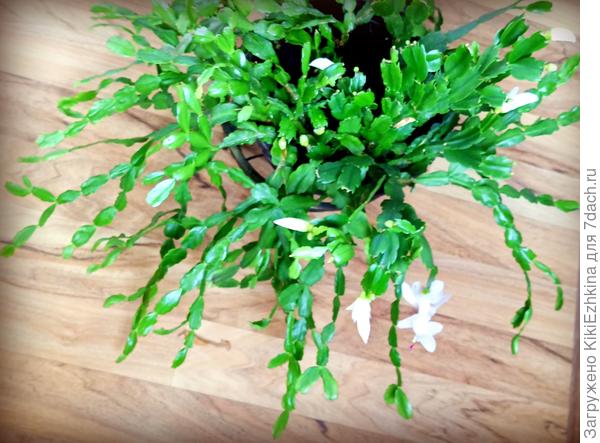 Тут и усечённая  шлюмбергера  и  Бакли...