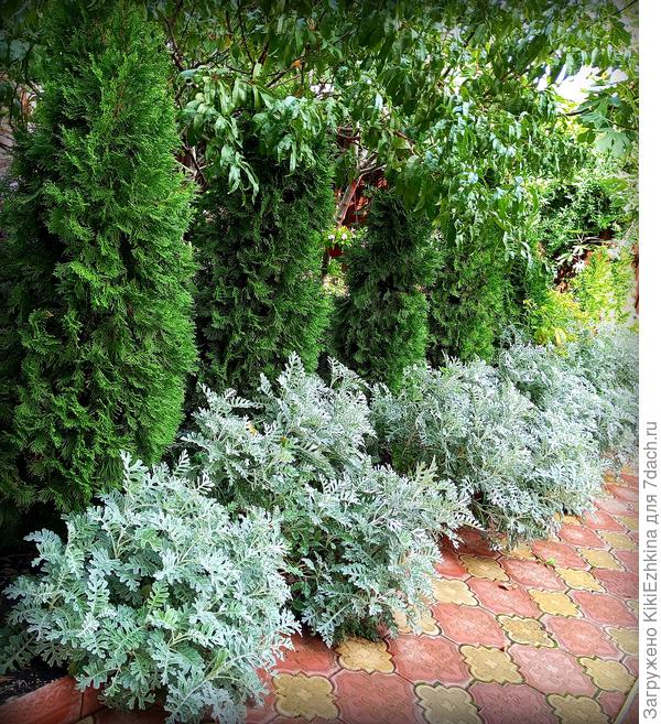 Эти кустики живут уже не первый сезон на этом месте  -первый год росли, второйгод - обильно цвели,  третий год было цветение- частичное, посмотрим что будет дальше...