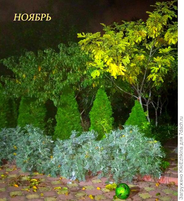 Моим кустам на бордюре во дворе уже несколько зим... Просто  произвожу частичную обрезку...