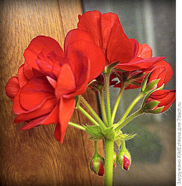 Мартовское цветение Пеларгонии на  подоконнике...