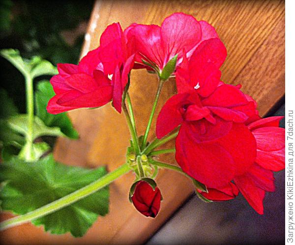 Название  своих  Пеларгоний  мне неведомо...